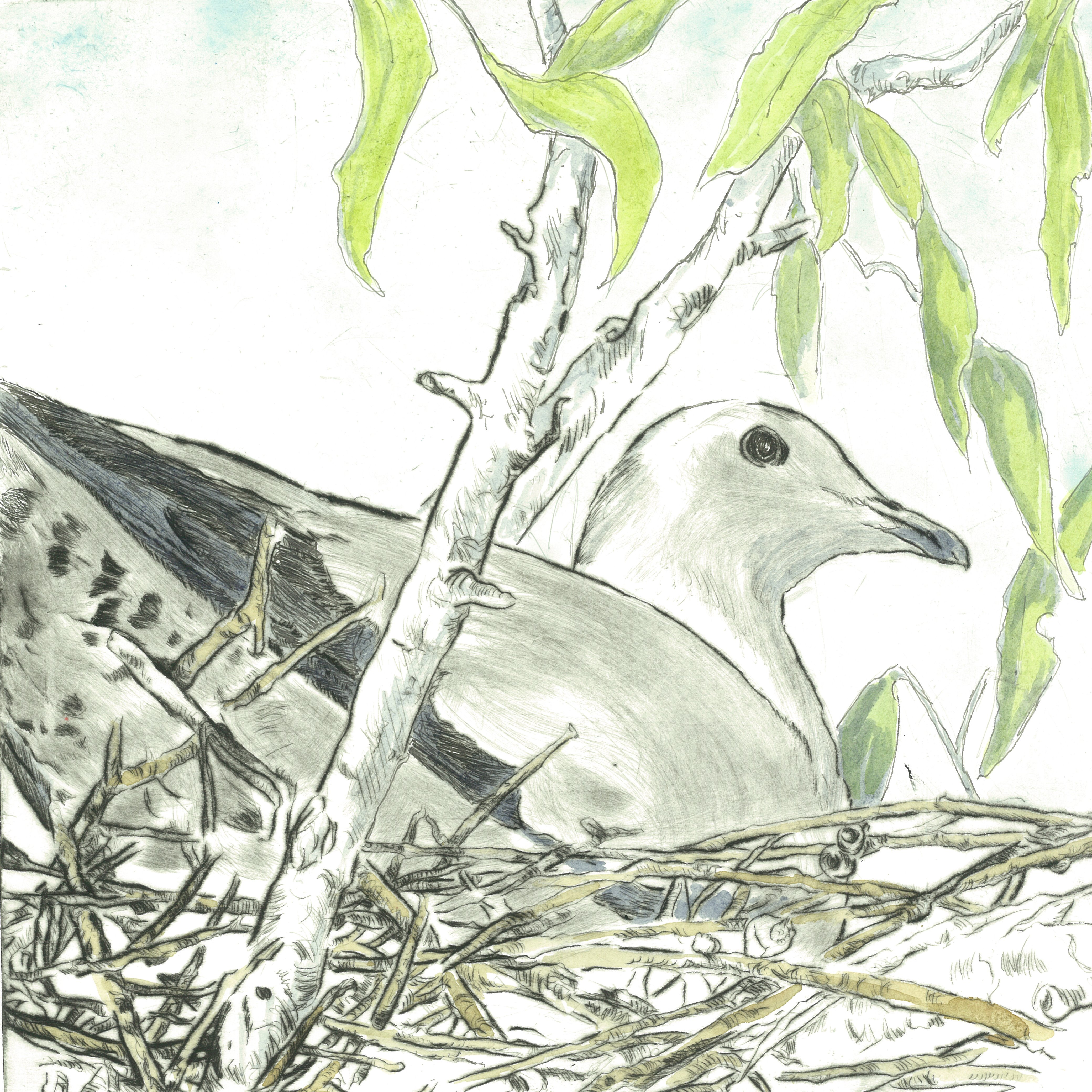 Lynn-Torres Strait Pidgeon